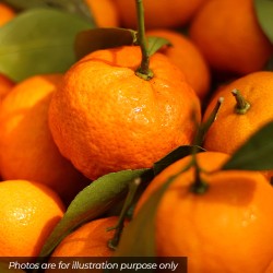 Mandarins