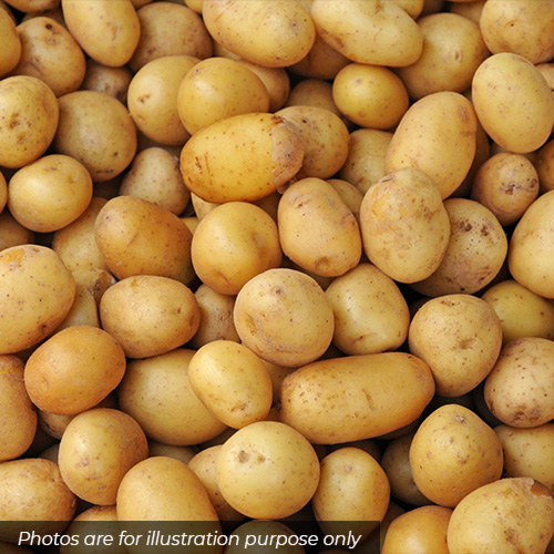 Potatoes Potatoes