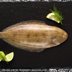 IQF Lemon Sole IQF Lemon Sole
