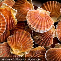 Finest Individually Quick Frozen Scottish Scallops in Shells Finest Individually Quick Frozen Scottish Scallops in Shells