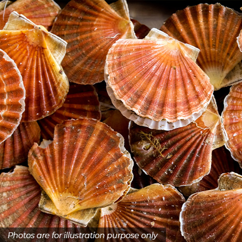 Finest Individually Quick Frozen Scottish Scallops in Shells Finest Individually Quick Frozen Scottish Scallops in Shells