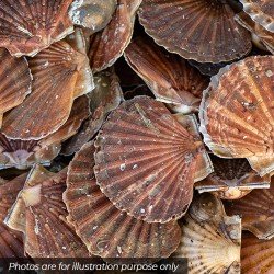 Finest Individually Quick Frozen Scottish Scallops In Shell