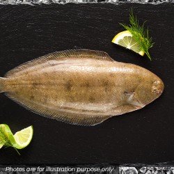 IQF Lemon Sole